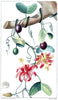 Digital Download "Passiflora Murucuja" Illustration (c.1855) - Instant Download Printable - thirdshift