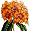Digital Download "Rhododendron Javanicum" Illustration (c.1851) - Instant Download Printable - thirdshift