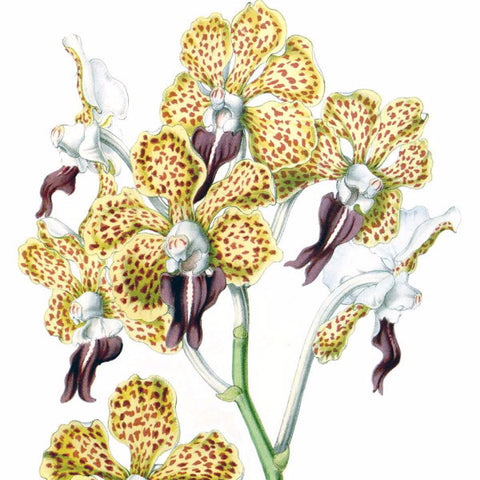 Digital Download "Vanda Tricolor" Illustration (c.1851) - Instant Download Printable - thirdshift