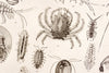 Vintage Crustacea and Arachnida Book Plate Engraving with Crab, Lobster (c.1900s) - thirdshift