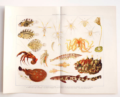 Vintage Development of Animals Book Plate Engraving with Sea Creatures (c.1900s) N2 - thirdshift
