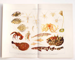 Vintage Development of Animals Book Plate Engraving with Sea Creatures (c.1900s) N2 - thirdshift