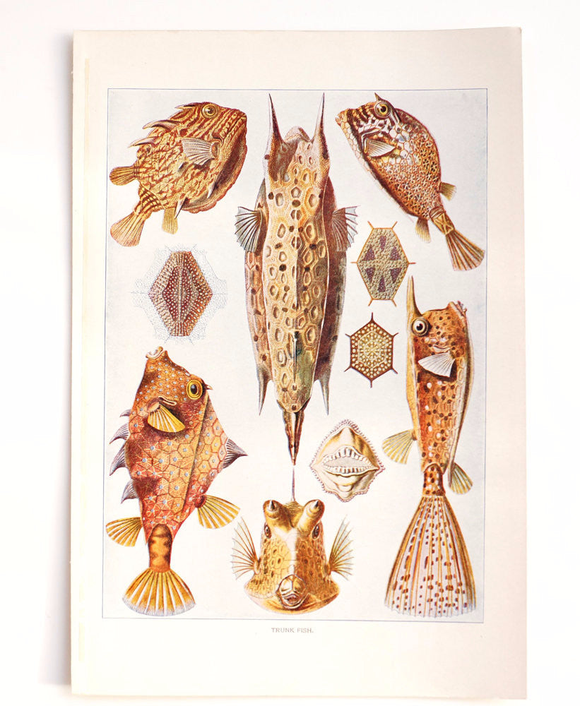 Vintage / Antique Trunk Fish Book Plate Engraving (c.1900s) –