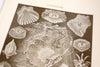 Vintage / Antique Ichthyology Book Plate Engraving in Black and White (c.1900s) N2 - thirdshift