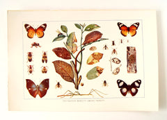 Vintage / Antique Insects Book Plate Engraving (c.1900s) 1 - thirdshift
