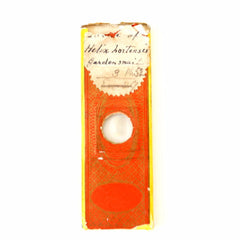 Vintage Prepared Victorian Microscope Slide "Garden Snail" (c.1870s) - thirdshift