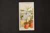Vintage "Household Hints" Cigarette Card #36 "Keeping Plants Watered While Away" (c.1936) - thirdshift