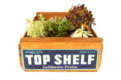 Vintage "Top Shelf" Fruit Crate (c1950s) - thirdshift