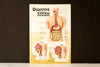 Vintage 3D Human Body Chart, Digestive System, Human Anatomy (c.1980s) - thirdshift