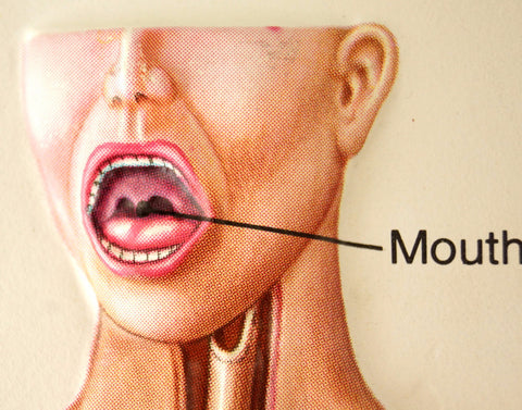 Vintage 3D Human Body Chart, Digestive System, Human Anatomy (c.1980s) - thirdshift