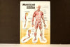 Vintage 3D Human Body Chart, Muscular System, Human Muscle Anatomy (c.1980s) - thirdshift