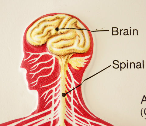 Vintage 3D Human Body Chart, Nervous System, Human Nerve Anatomy (c.1980s) - thirdshift