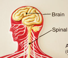 Vintage 3D Human Body Chart, Nervous System, Human Nerve Anatomy (c.1980s) - thirdshift