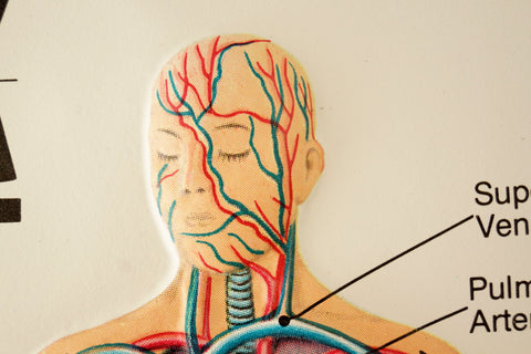 Vintage 3D Human Body Chart, Circulatory System, Human Anatomy (c.1980s) - thirdshift