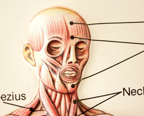 Vintage 3D Human Body Chart, Muscular System, Human Muscle Anatomy (c.1980s) - thirdshift