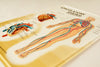 Vintage 3D Human Body Chart, Circulatory System, Human Anatomy (c.1980s) - thirdshift