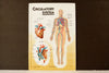 Vintage 3D Human Body Chart, Circulatory System, Human Anatomy (c.1980s) - thirdshift
