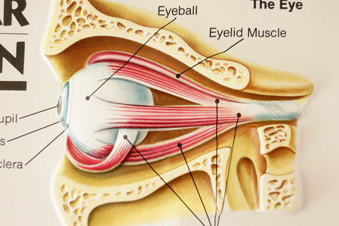 Vintage 3D Human Body Chart, Eye Ear and Skin, Human Anatomy (c.1980s) - thirdshift