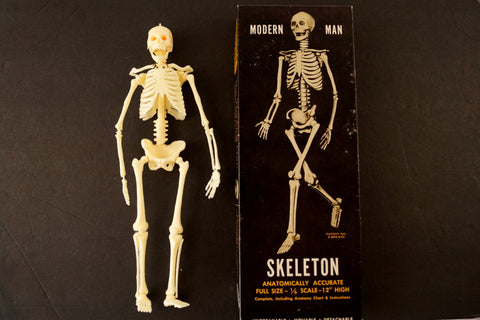 Vintage Human Skeleton Anatomy Model in Original Box, 1/6 scale Modern Man (c.1960s) - thirdshift