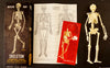 Vintage Human Skeleton Anatomy Model in Original Box, 1/6 scale Modern Man (c.1960s) - thirdshift