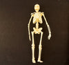 Vintage Human Skeleton Anatomy Model in Original Box, 1/6 scale Modern Man (c.1960s) - thirdshift