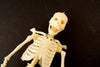 Vintage Human Skeleton Anatomy Model in Original Box, 1/6 scale Modern Man (c.1960s) - thirdshift