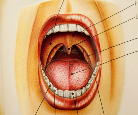 Vintage 3D Human Body Chart, Respiratory System, Human Anatomy (c.1980s) - thirdshift