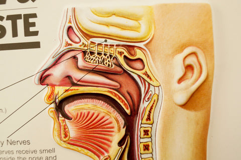 Vintage 3D Human Body Chart, Smell and Taste, Human Anatomy (c.1980s) - thirdshift